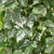 Hedera Collection