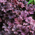 Perennial Collection for Dappled Shade