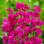 RHS Pollinators Collection (A) - 5cm Module