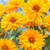 RHS Pollinators Collection (A) - 5cm Module