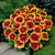 RHS Pollinators Collection (A) - 5cm Module