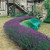 RHS Pollinators Collection (A) - 5cm Module