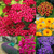 RHS Pollinators Collection (A) - 5cm Module