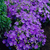 RHS Pollinators Collection (A) - 5cm Module