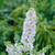 RHS Pollinators Collection (B) - 5cm Module