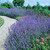 RHS Pollinators Collection (B) - 5cm Module