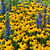 RHS Pollinators Collection (B) - 5cm Module