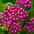 RHS Pollinators Collection (B) - 5cm Module