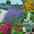 RHS Pollinators Collection (B) - 5cm Module