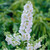 RHS Pollinator Complete Collection - 5cm Module