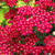 RHS Pollinator Complete Collection - 5cm Module