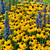 RHS Pollinator Complete Collection - 5cm Module