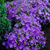 RHS Pollinator Complete Collection - 5cm Module