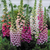 RHS Plants for Pollinator Mixtures Collection