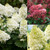 Hydrangea Paniculata Collection 2L