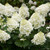 Hydrangea Paniculata Collection 2L