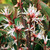 Sarcococca 'Purple Stem' 2L