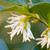 Sarcococca confusa 2L