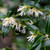 Sarcococca confusa 2L