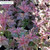 Physocarpus Magic Ball 2L