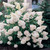 Hydrangea pan. Collection Unusual 2L