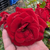 Rose 'Moment in Time'