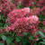 Hydrangea paniculata Pink Lady
