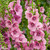 Verbascum Pink Domino (Loose Root)