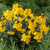Erysimum 'Walberton's Fragrant Sunshine'