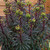 Euphorbia x martini 'Miner's Merlot'