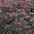 Euphorbia x martini 'Miner's Merlot'