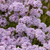 Verbena rigida Polaris (9cm Pot)