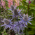 Eryngium x olivierianum 'Big Blue'