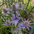 Eryngium x olivierianum 'Big Blue'