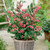 Vaccinium Pink Lemonade