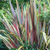 Phormium Collection (2 Litre Pot)