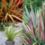 Phormium Collection (2 Litre Pot)