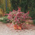 Acer palmatum Beni-maiko