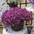Lobularia Lucia Purple