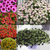 Calibrachoa Unique Collection