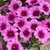 Calibrachoa Unique Collection