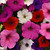Petunia Easywave Mix