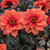 Dahlia Gardenetta Collection