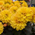 Dahlia Gardenetta Collection