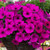 Petunia Easywave Violet