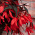 Begonia Starshine Bronze Red