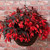 Begonia Starshine Bronze Red