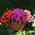 Impatiens New Guinea Clockwork Purple
