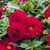 Dahlia Maxi 'Dark Red'