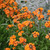 Erysimum Apricot Twist